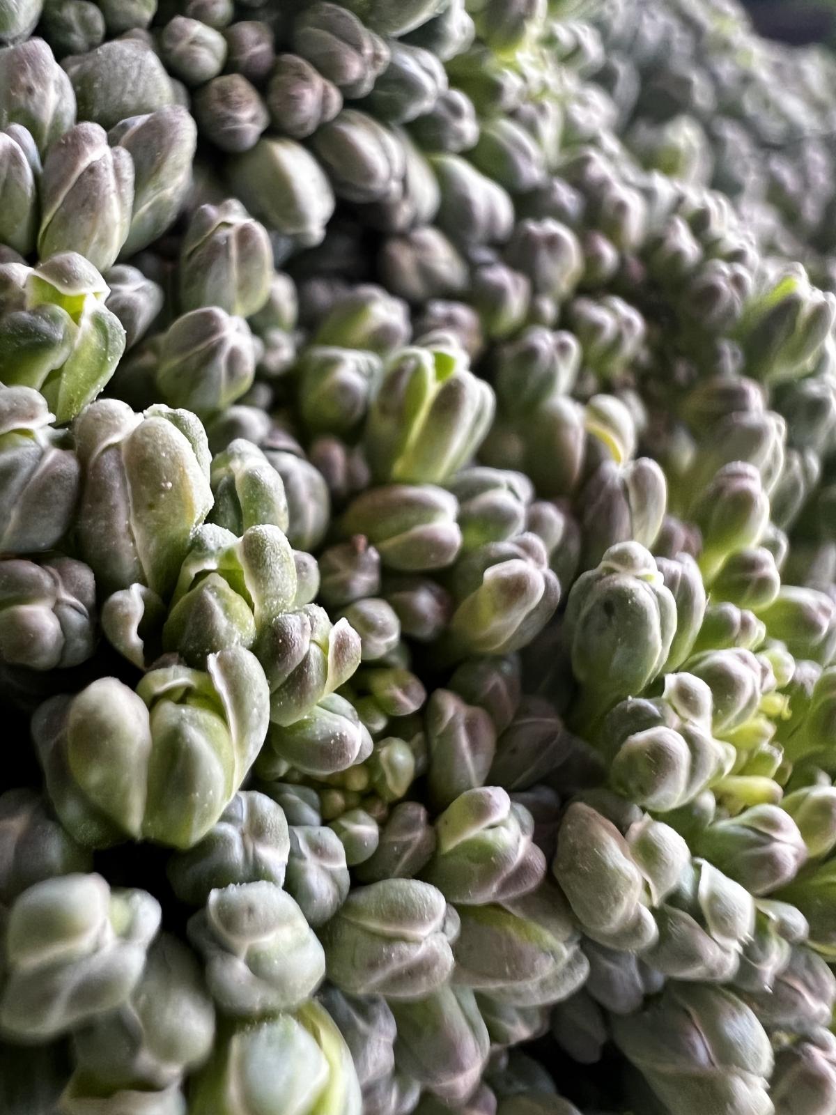 iPhone 13 Pro camera sample