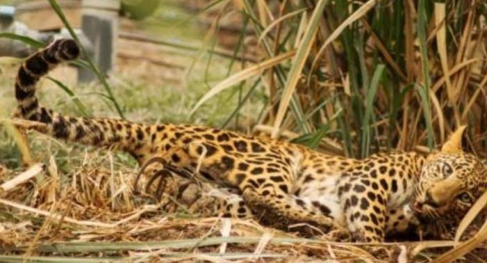 Leopard Leopard