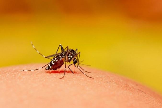 mosquito.(photo:pixabay.com) mosquito.(photo:pixabay.com)