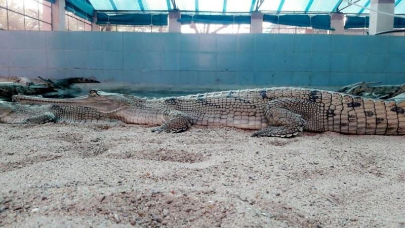 Gharial. Gharial.