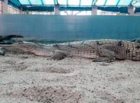 Gharial.