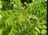 Neem tree