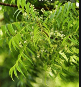 Neem tree Neem tree