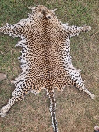 Odisha police seizes a leopard skin, arrests 2 persons Odisha police seizes a leopard skin, arrests 2 persons