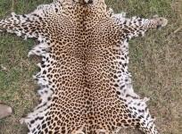 Odisha police seizes a leopard skin, arrests 2 persons