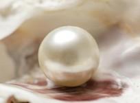 pearl.(photo:pixabay.com)