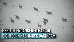 Herd of endangered Hangul sighted in Kashmir's Dachigam; nature lovers delighted