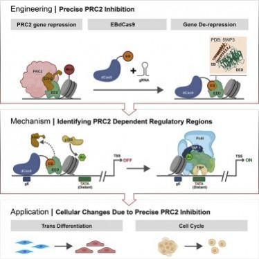 The new technique awakens silenced genes and can also be used to upregulate certain genes AI protein