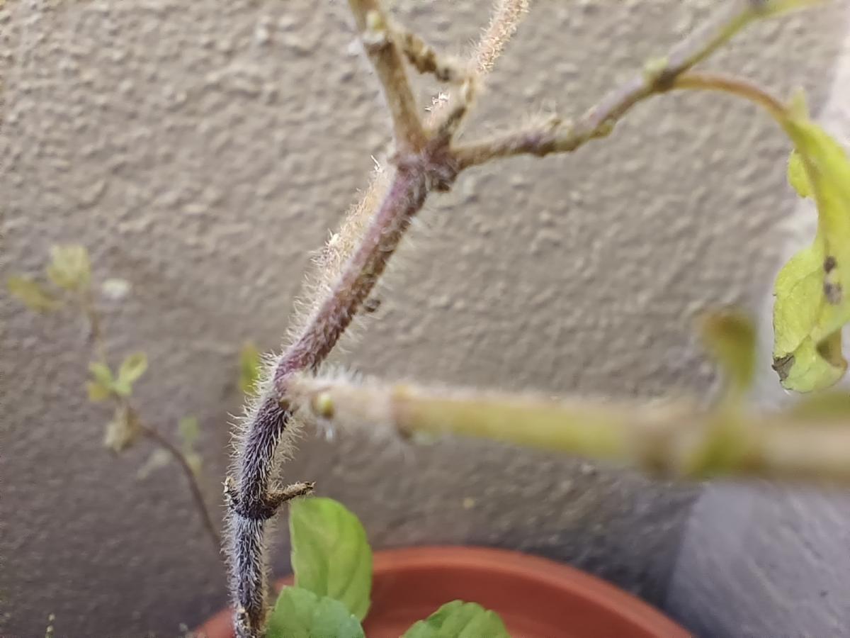 Vivo V23 camera sample: Macro Vivo V23 camera sample