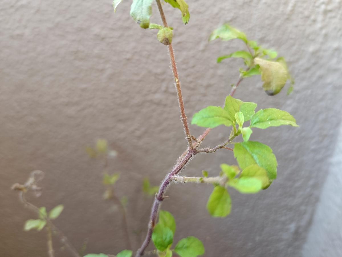 Vivo V23 camera sample: Portrait Vivo V23 camera sample