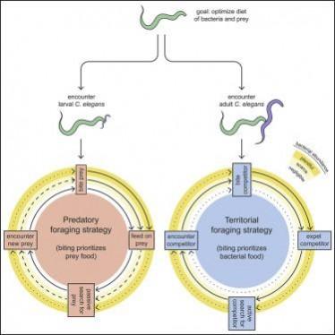 Pristionchus pacificus motivation for attacking Caenorhabditis elegans in predator-prey competition Worm