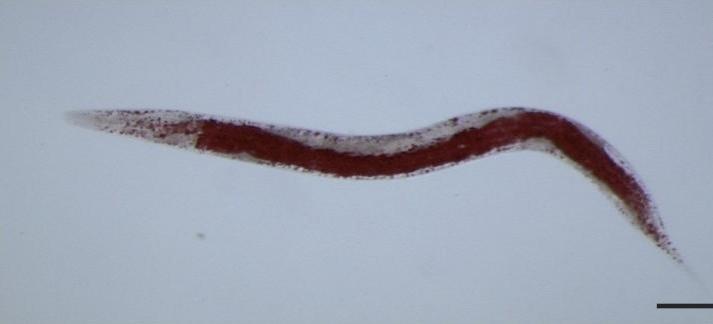 Pristionchus pacificus (Representational Picture) Pristionchus pacificus
