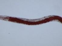 Pristionchus pacificus