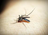 Mosquito