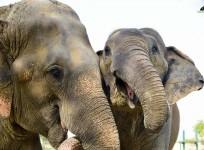 Elephants