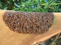10 B'luru cops injured in honey bee attack, 2 in ICU