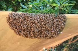 10 B'luru cops injured in honey bee attack, 2 in ICU 10 B'luru cops injured in honey bee attack, 2 in ICU