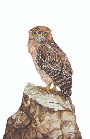 Brown Fish-Owl Brown Fish-Owl