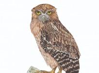 Brown Fish-Owl