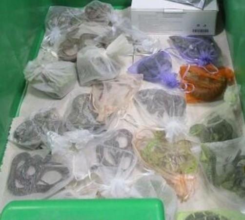 Snakes in bags found hidden under and in a man's clothes Smuggled Reptiles