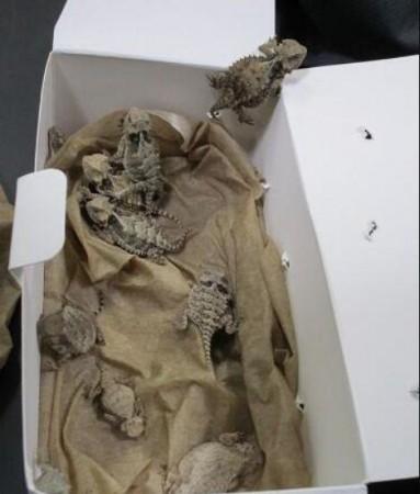 Horned lizards found during a smuggling attempt at the San Diego border Smuggled Reptiles
