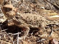Horned Lizard