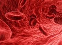 Red blood cells.