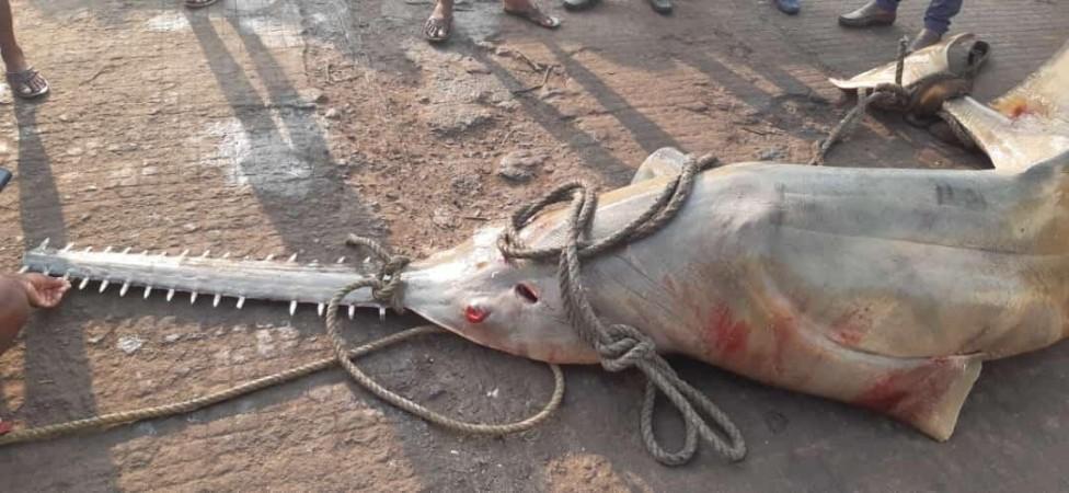 Sawfish Sawfish