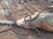 Sawfish