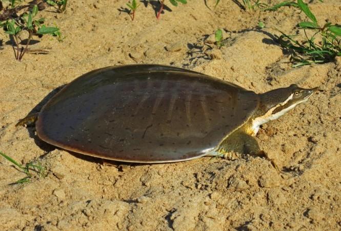 Plastomenines were similar to modern day softshell turtles in several ways; A Midland Smooth Softshell Turtle (Representational Picture) Softshell Turtle
