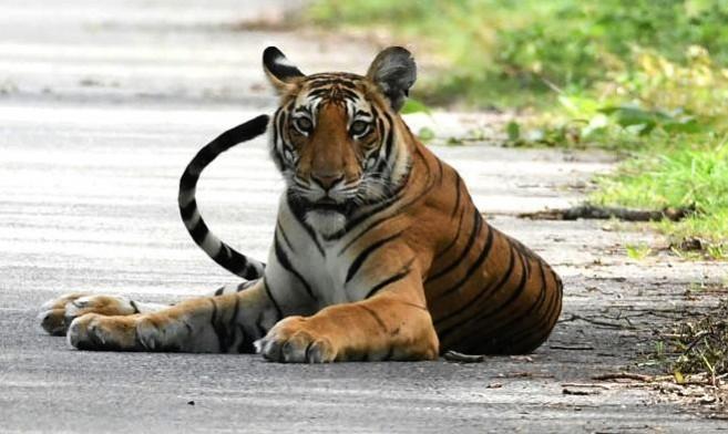 Tiger. (File Photo: IANS) Tiger