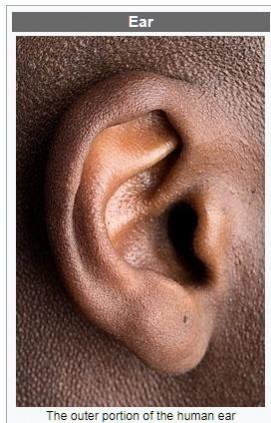 ear (Wikipedia) ear