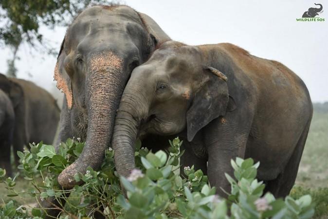 Elephant story Elephant story