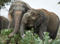 Elephant story