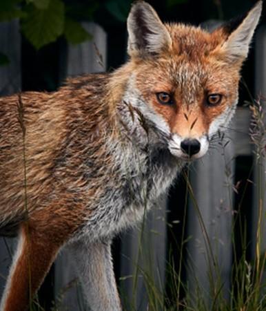 Fox Fox