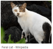 Feral Cats