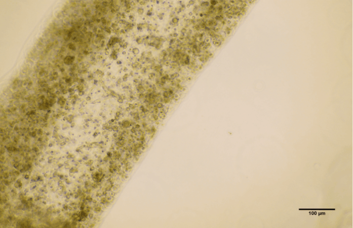 A microscopic image of the 3D-printed tubule. Twelve days after printing, the team found that the cells had not only survived, but also matured into several of the specialized cells involved in sperm production Sperm Cells