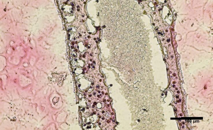 Cross section of human testicular cells 3D printed into a tubular structure Sperm Cells