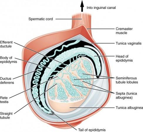 Structure of testicle (Representational Picture) Testicle