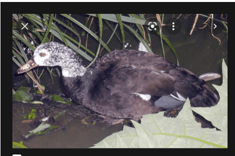 white winged wood duck white winged wood duck