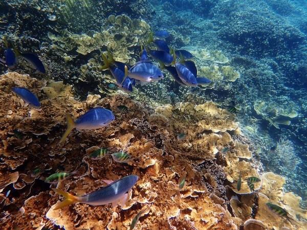 The Great Barrier Reef. The Great Barrier Reef.