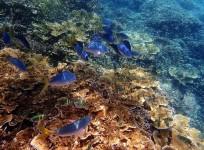 The Great Barrier Reef.