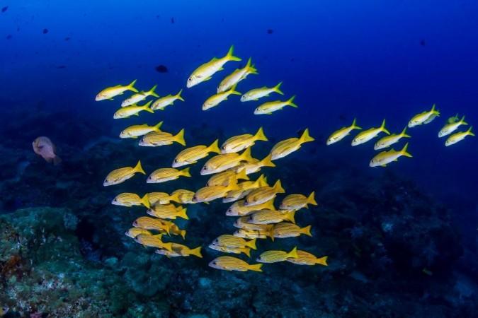 Tropical fish moving south as oceans heat up, shows Aussie research