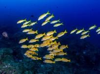 Tropical fish moving south as oceans heat up, shows Aussie research