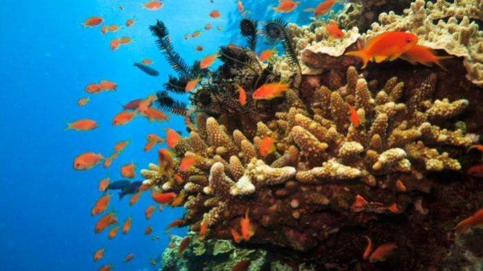 Tropical fish