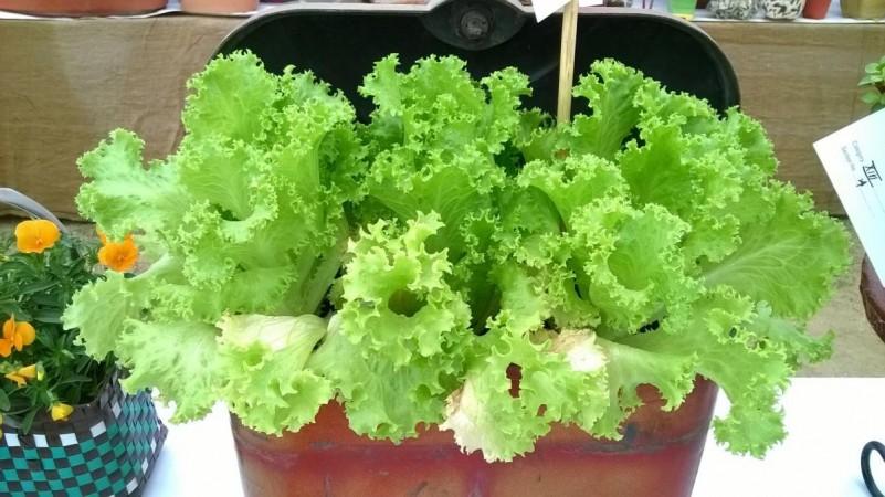 Lettuce. (File Photo: IANS) Lettuce. (File Photo: IANS)