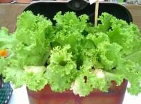Lettuce. (File Photo: IANS)