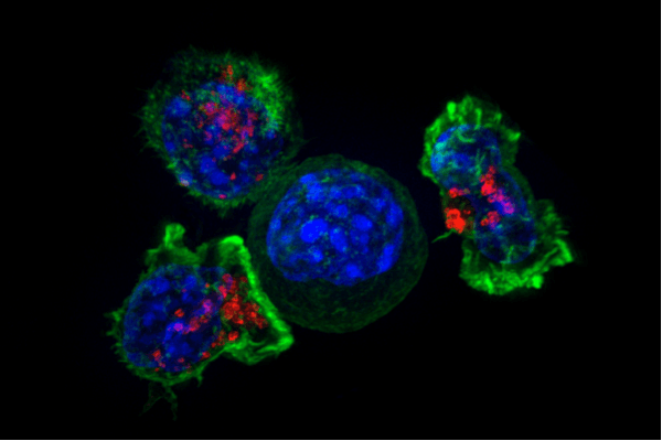 Killer T-cells (Representational Picture) Killer T-cells