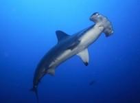 Aus conservationists call for greater protection of endangered sharks.