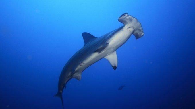 Australian conservationists call for greater protection of endangered sharks. Aus conservationists call for greater protection of endangered sharks.